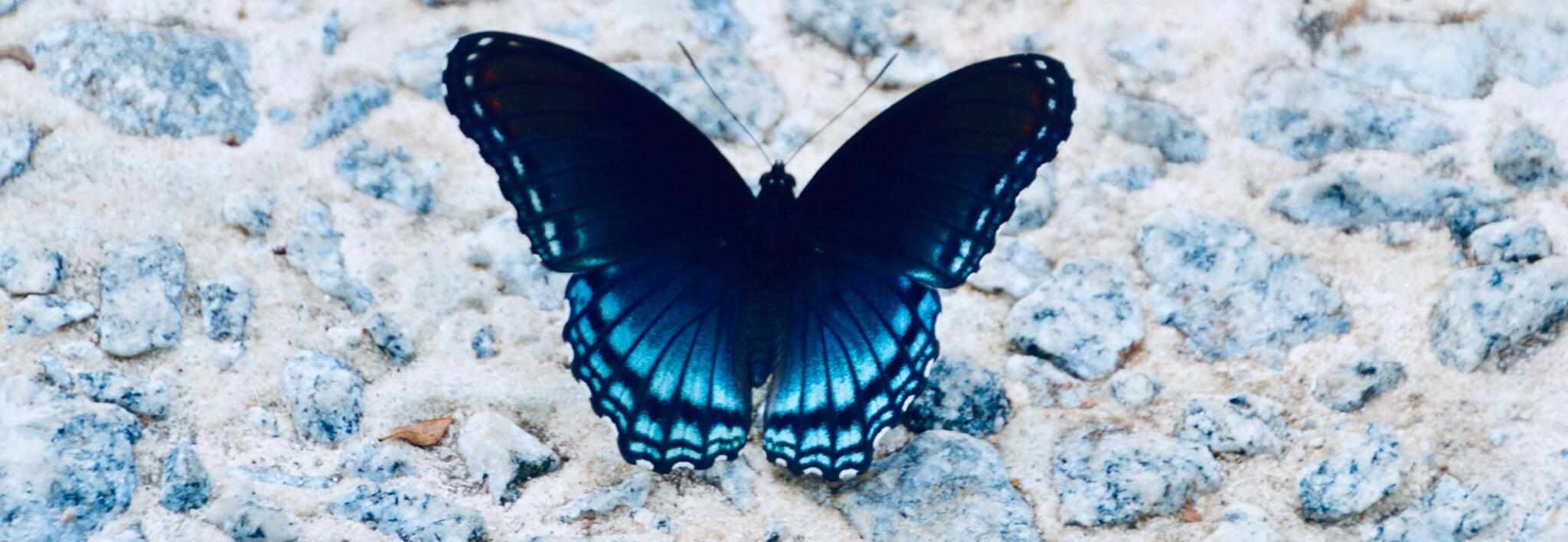 Schmetterling