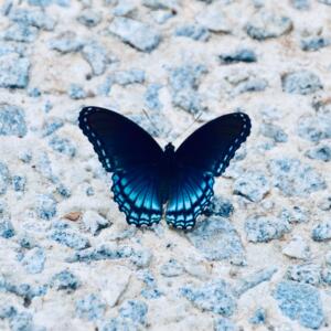 Schmetterling
